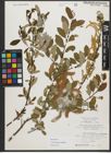 Foto von Salix triandra subsp. amygdalina (L.) Schübl. & G. Martens